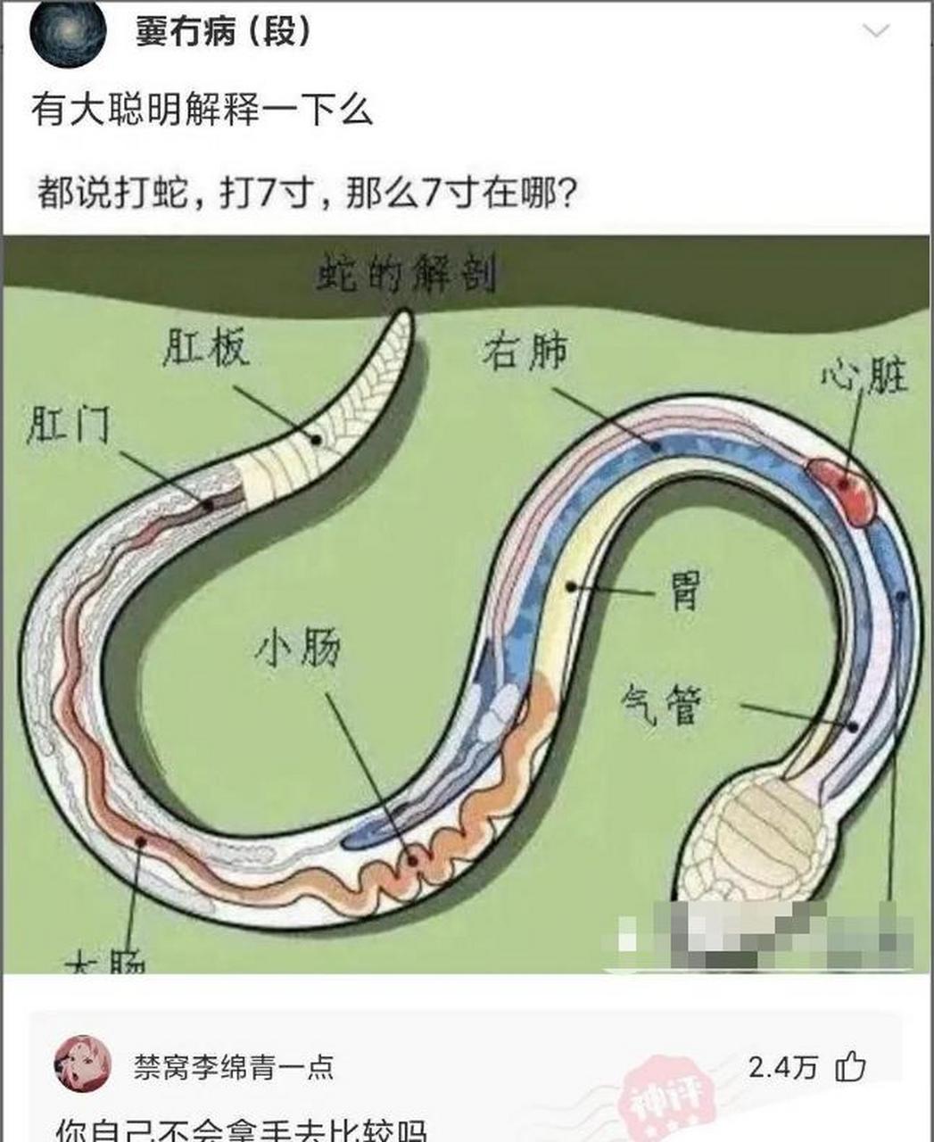 蛇的七寸在哪里图解图片