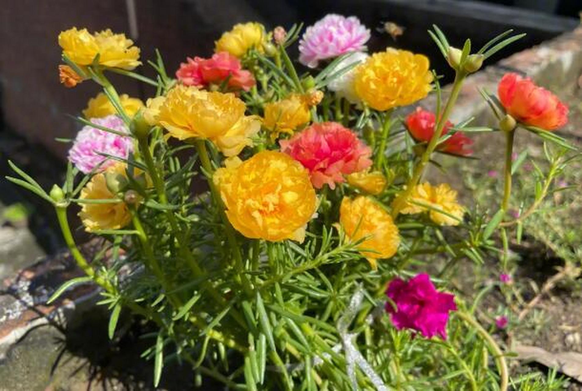 太阳花:又叫大花马齿苋,耐热又耐晒,属一年生草本,喜欢温暖,阳光充足