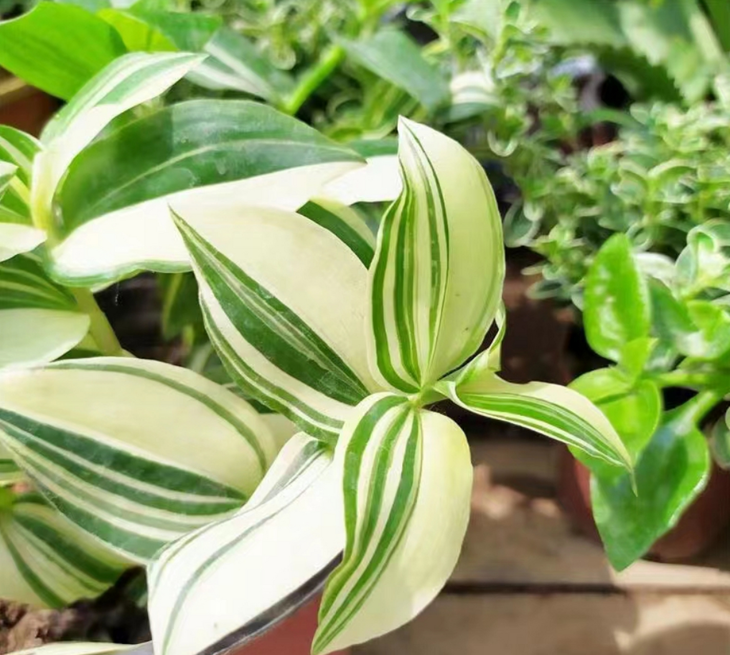 [微风]推荐一种适合封闭阳台和室内的绿植,青白玉吊兰.