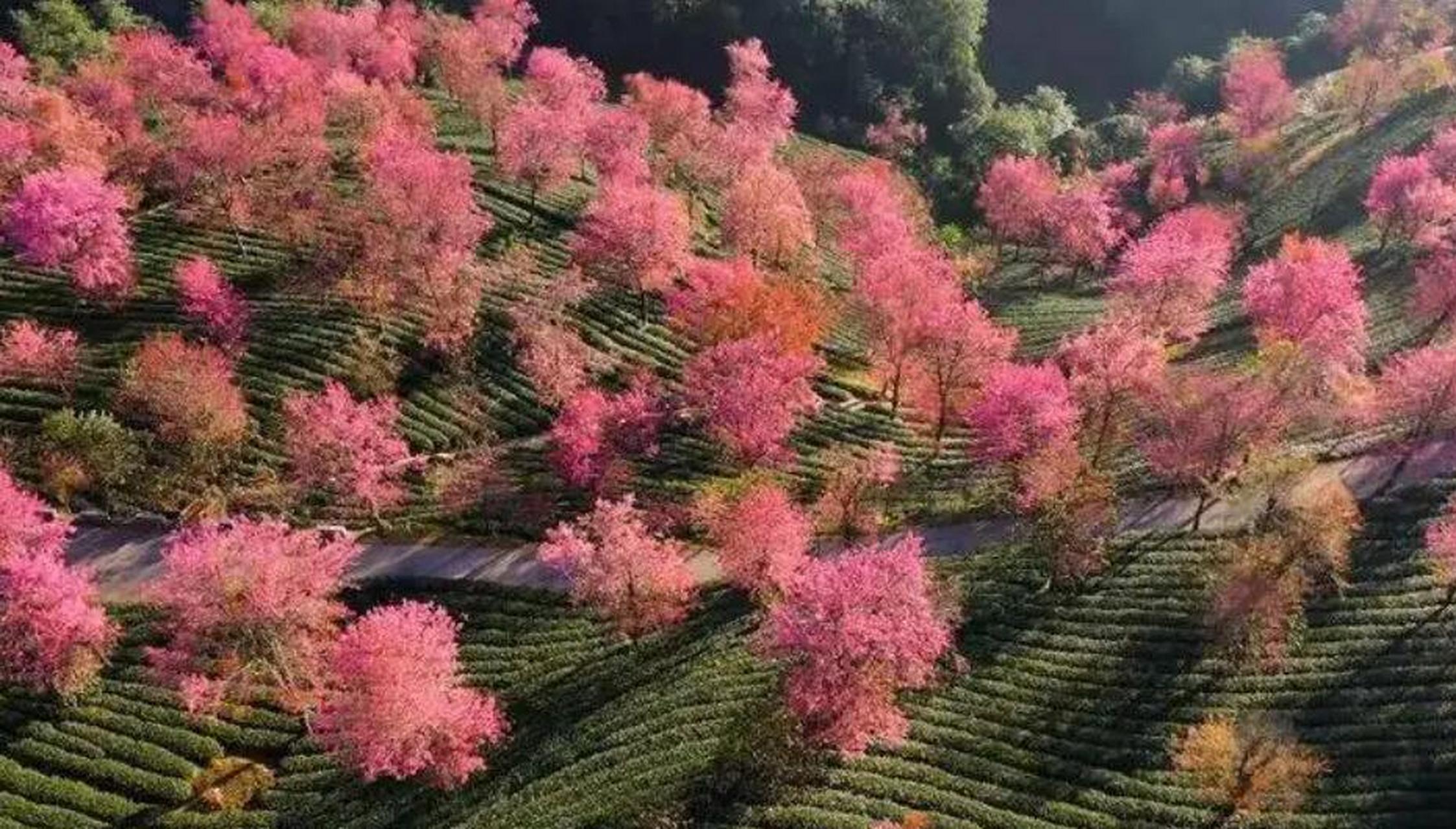 腾冲樱花谷景区汇集了高黎贡山亚热带阔叶原始森林,天然温泉群,形态各