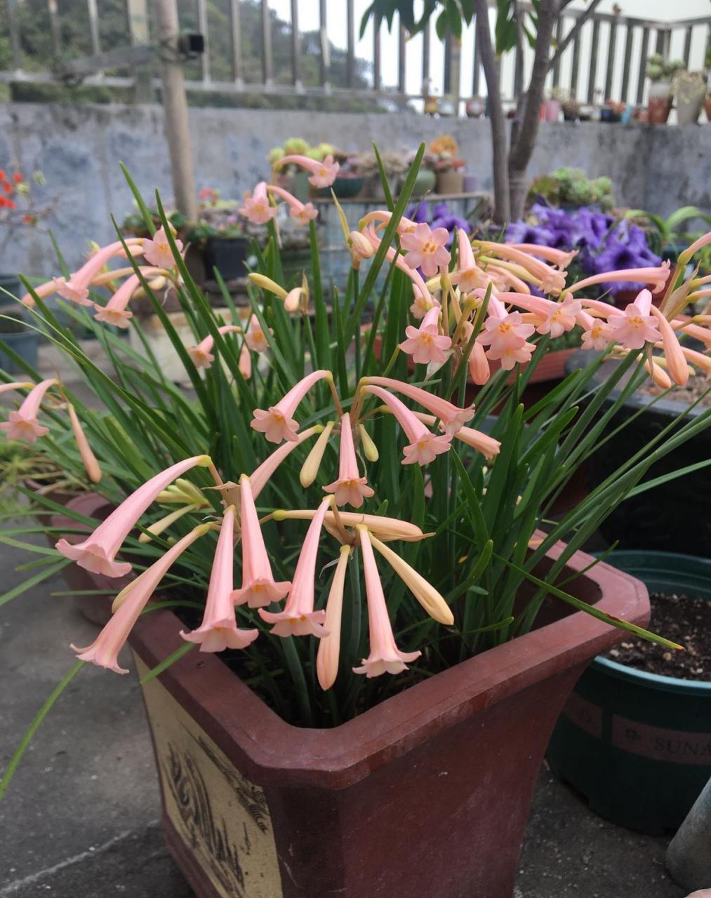 适合 季节养的植物—垂筒花,球根花卉,典型的"冬种型",天气微冷的时候