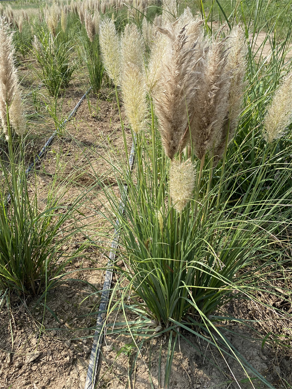 矮蒲苇地栽苗基地现场实拍!