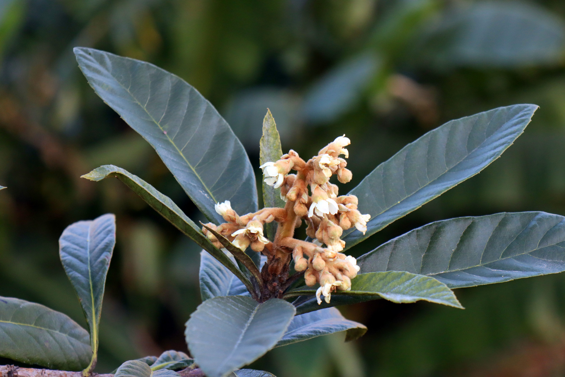 进入冬季,家门口的枇杷树进入开花季,盛开的花朵洁白如玉,花香四溢.