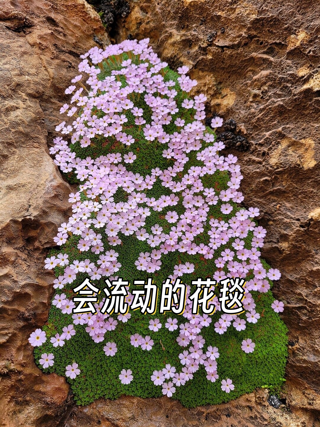和弯花垫报春dionysia curviflora