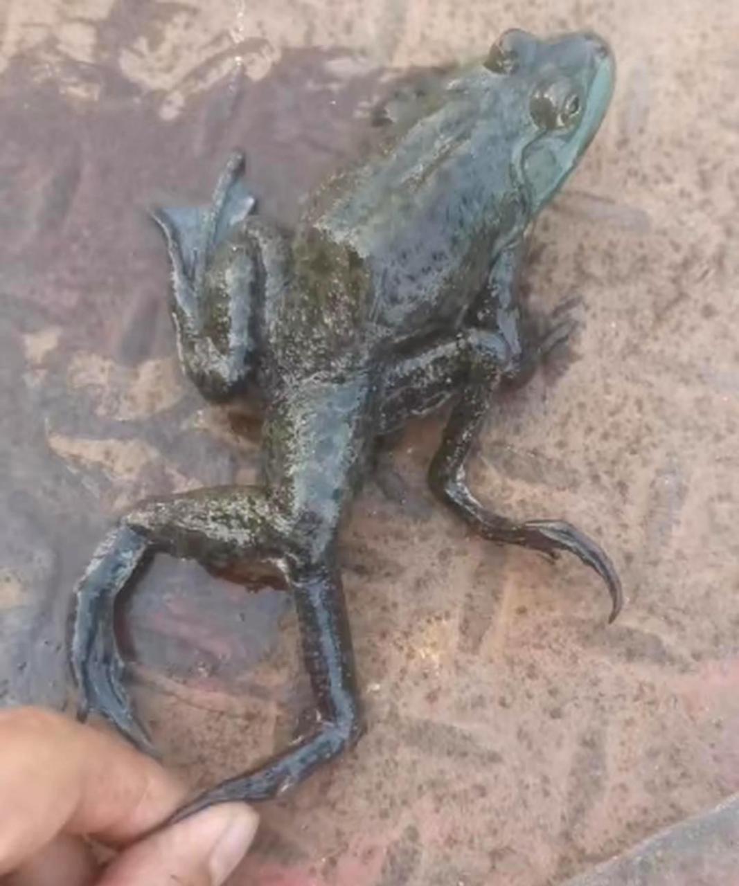 我第一次见到有六只脚的青蛙,它们是不是变异了?