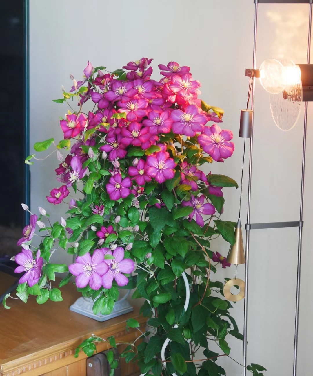 铁线莲,或者想养冬天冻不死的花,建议你养这款——铁线莲"里昂村庄"