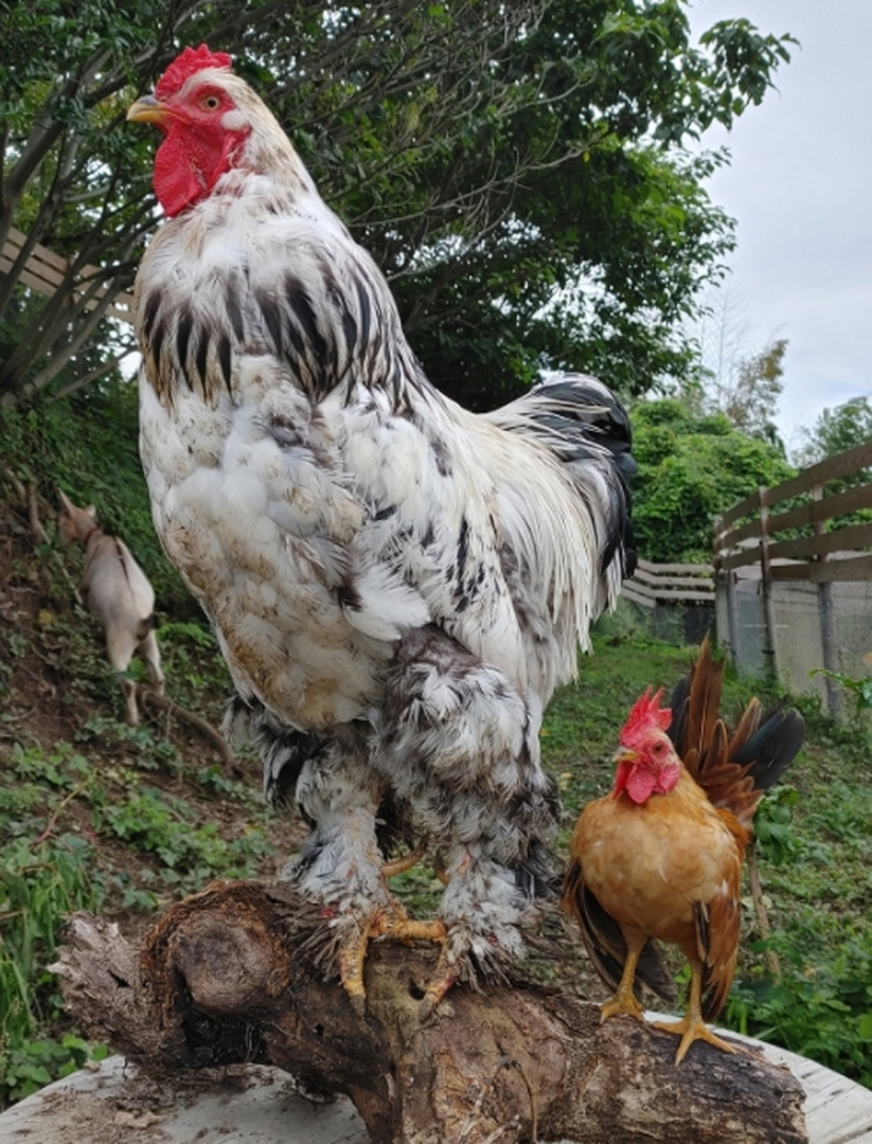 婆罗门鸡的来源长期依以来一直存在争议,有人说是由中国上海的