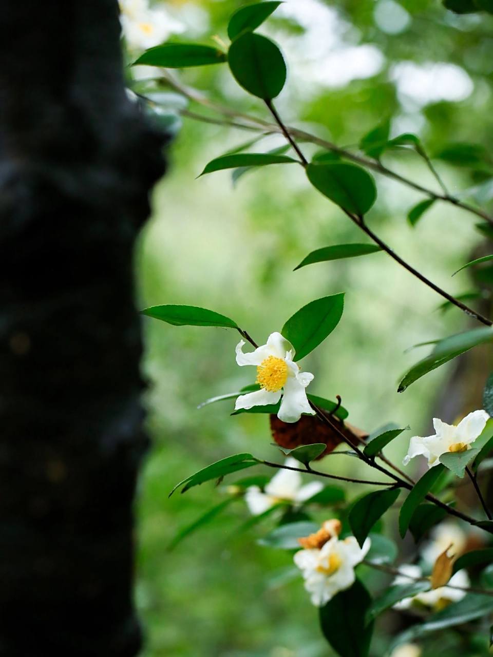 一瞥惊鸿,中国特有的油茶花,想着是茶树开花的季节,于是去野茶山上寻