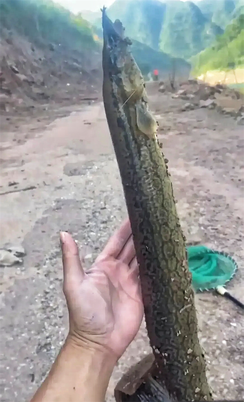 这是什么泥鳅?长这么大,还是第一次见到.#搞笑