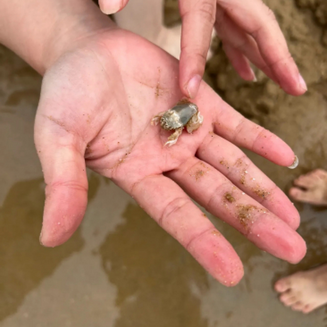这是海里的青蛙吧