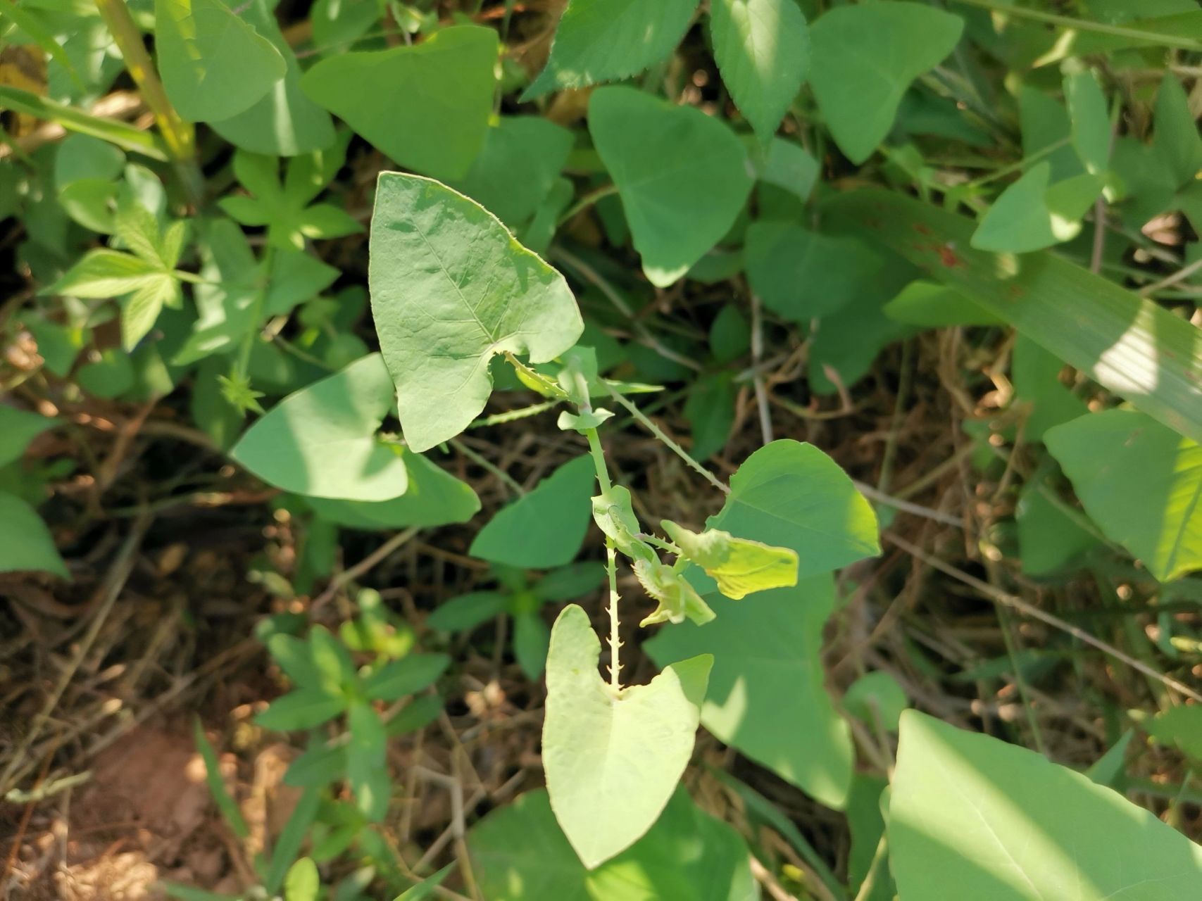 传说中的杠板归来了,我们这边是用来端午节洗澡,然后有时候会放到嘴里