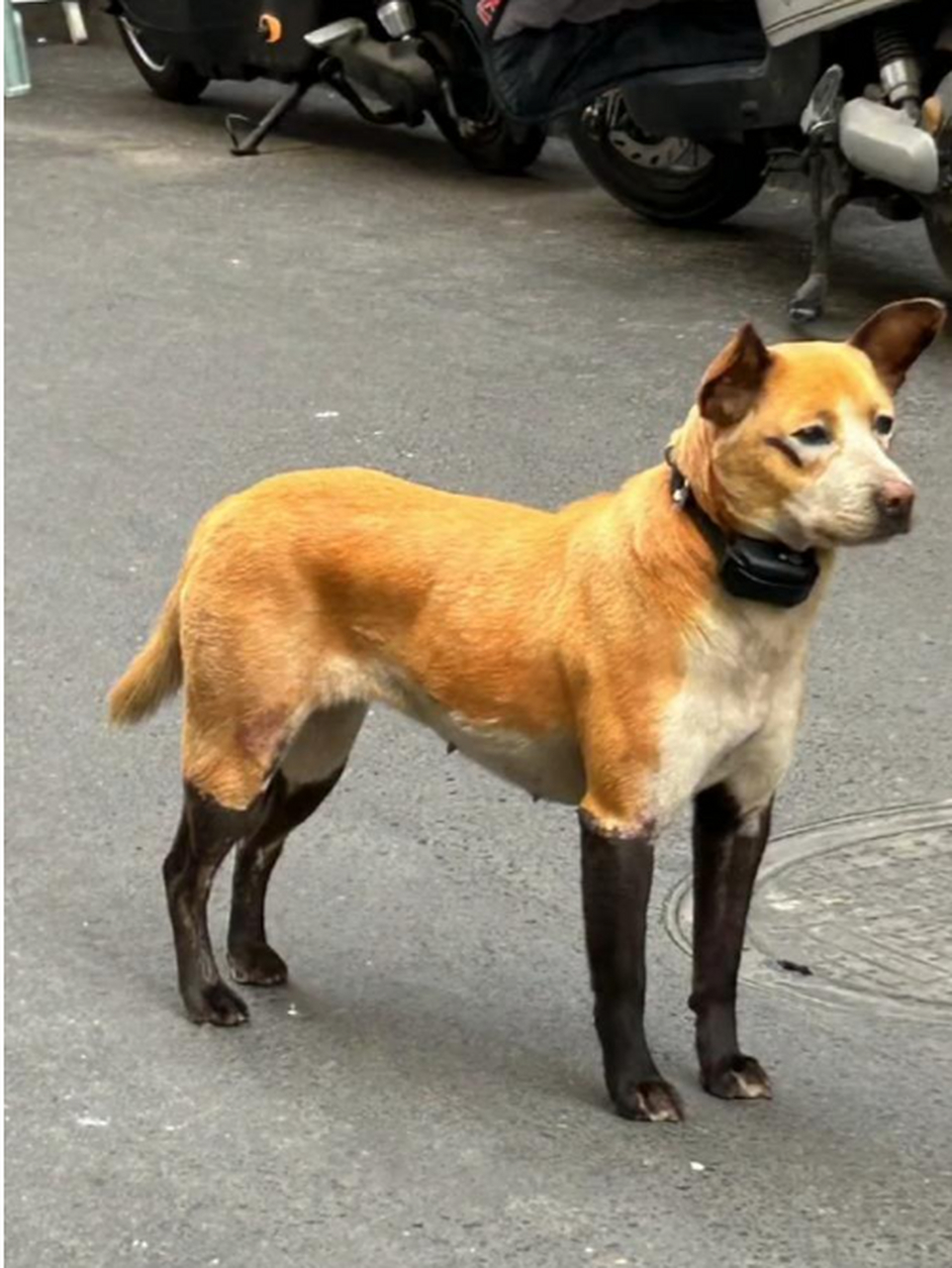 现在狗狗都流行穿长筒袜了吗