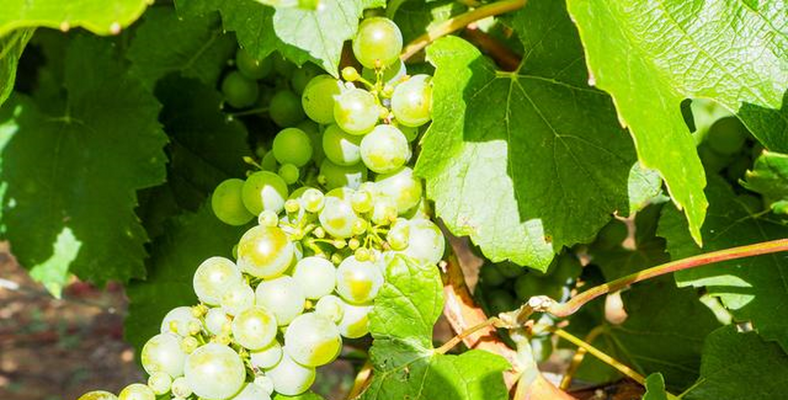 苏泊尔壁挂式家用洗菜机的网友评价