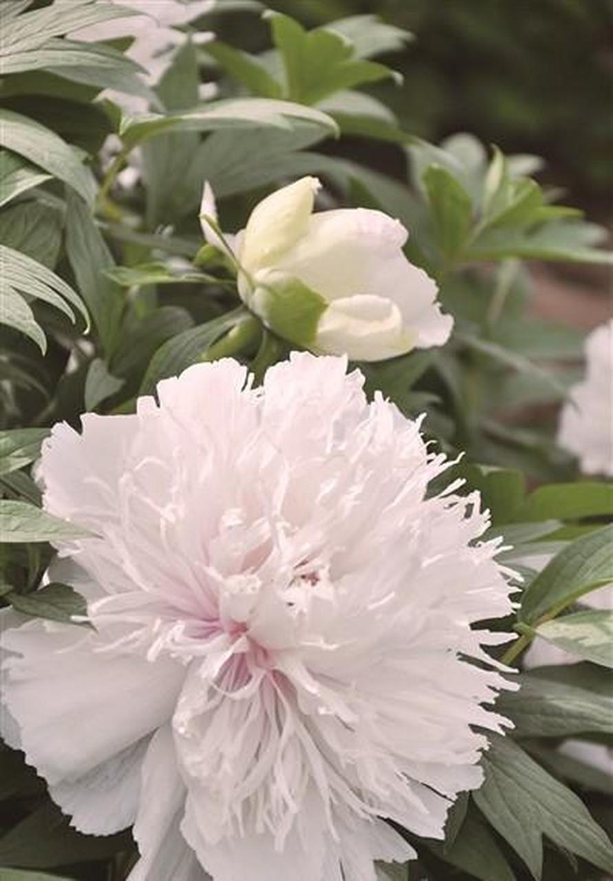 最近洛阳引以为傲的网红牡丹"银丝贯顶"上了各大平台,因为该花品种