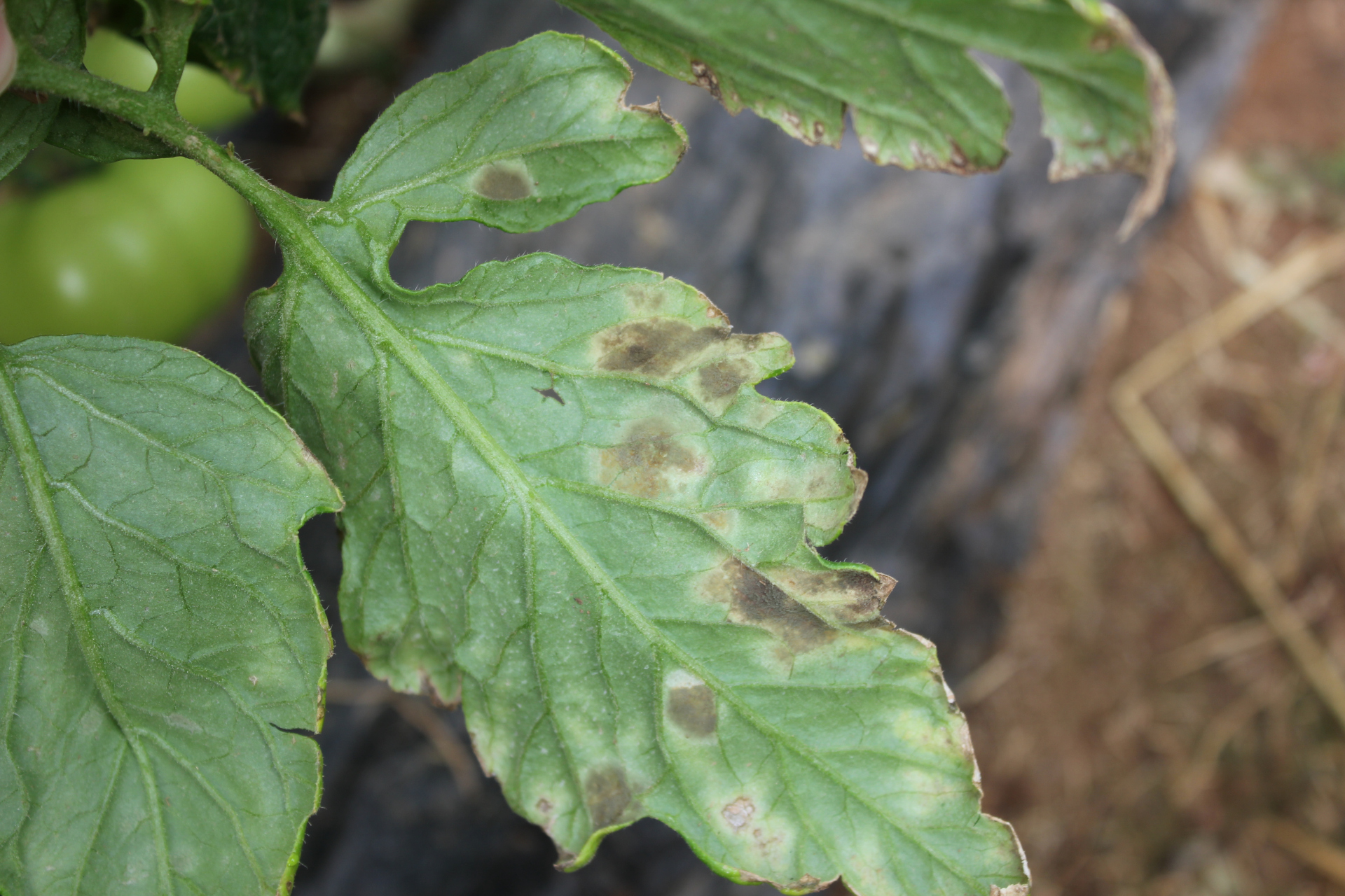 默认分类# 大棚里的番茄叶霉病是#光合作用# 一个主要的病害,危害