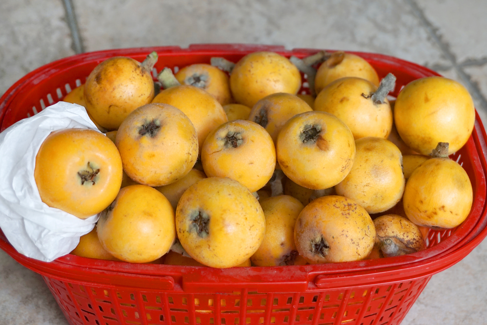 成都龙泉驿枇杷#  五月,成都龙泉驿的大五星枇杷大量上市了.