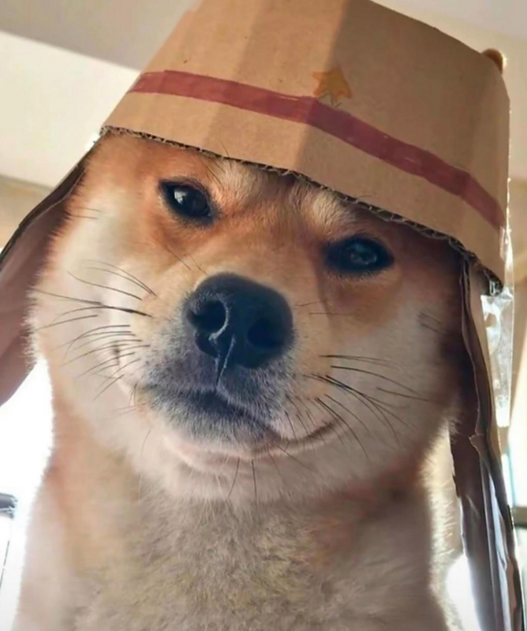 这狗子怎么跟小八嘎似的?