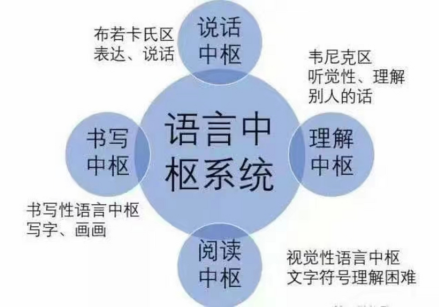 语言中枢神经包括4大神经系统,说话中枢,书写中枢,阅读中枢,理解中枢