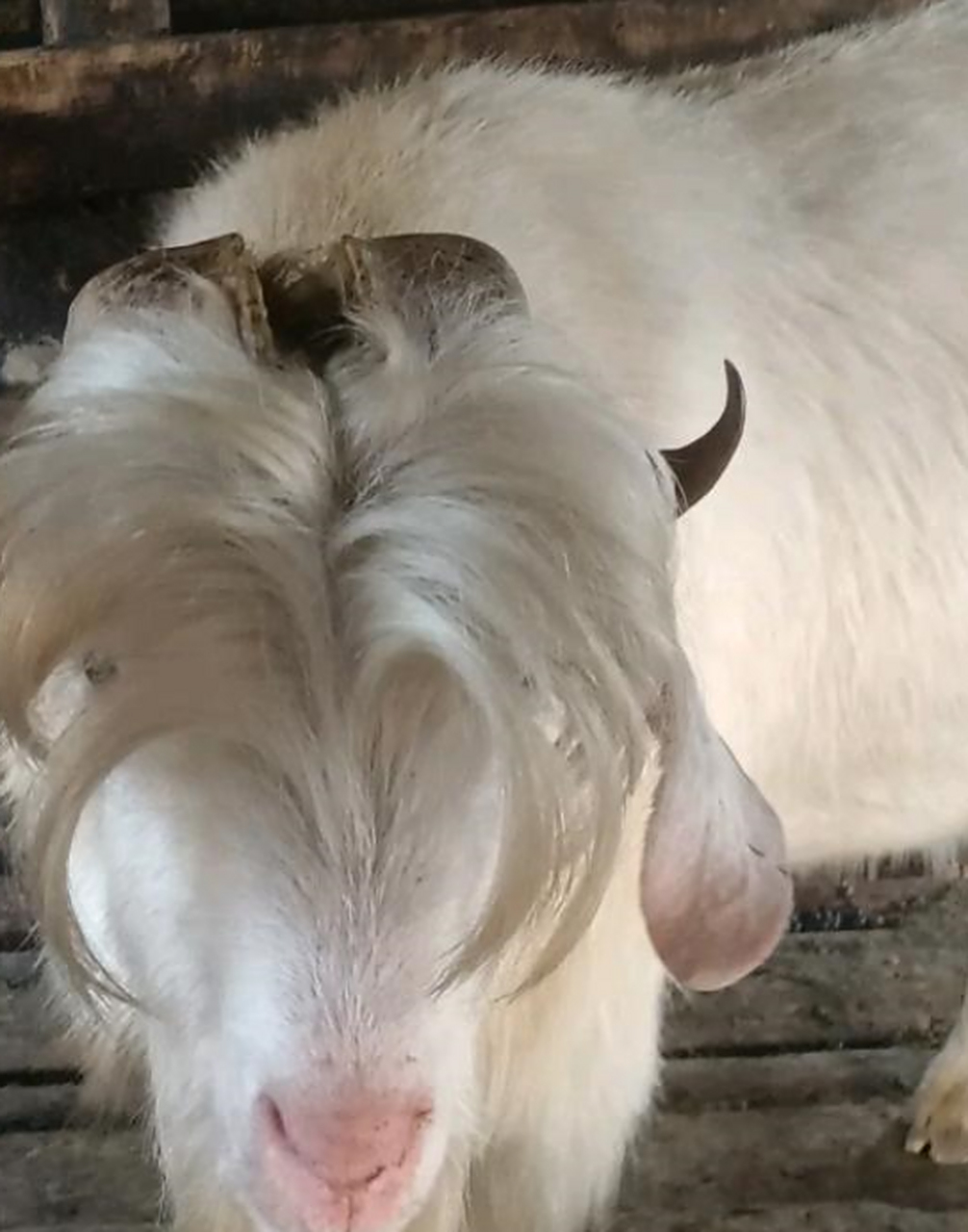 外婆家养的羊,这发型看上去真潮流