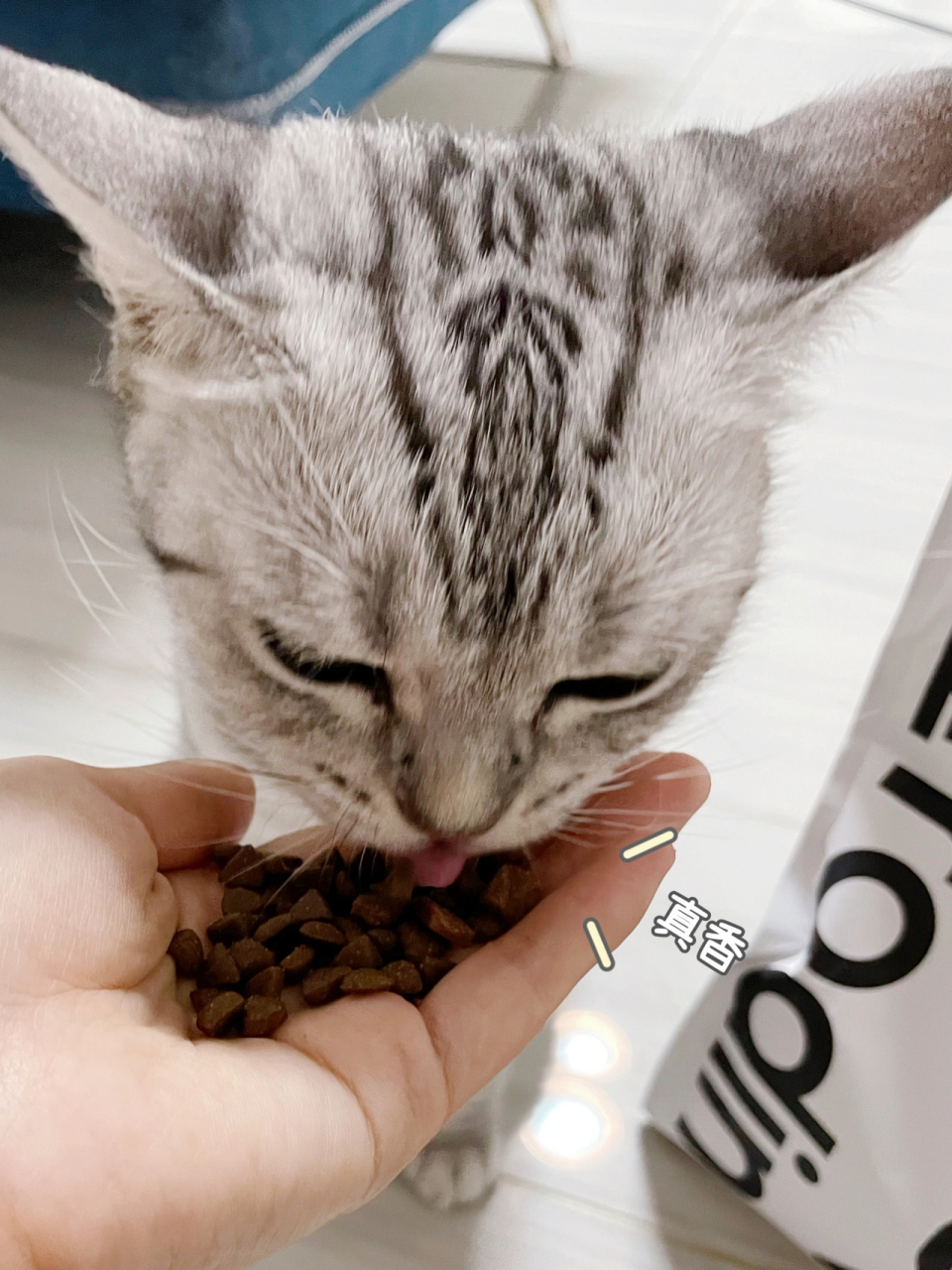 挑食小猫咪最爱吃的肉垫猫粮 家有一只从小就只爱吃罐头不爱吃猫粮的