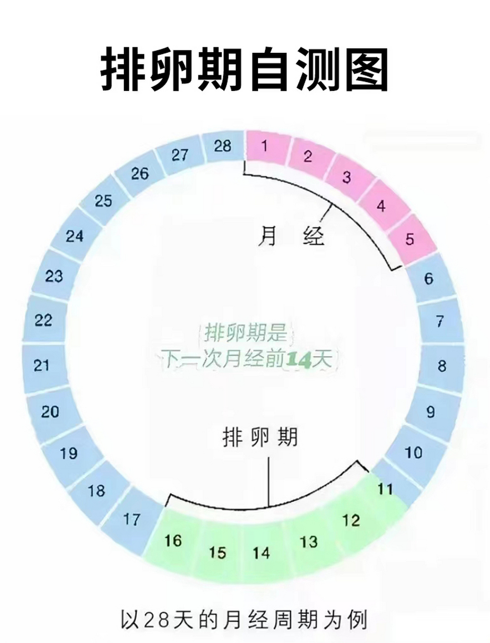 月经规律的情况下,女性排卵期是从下次月经第一天开始算,倒数14天为