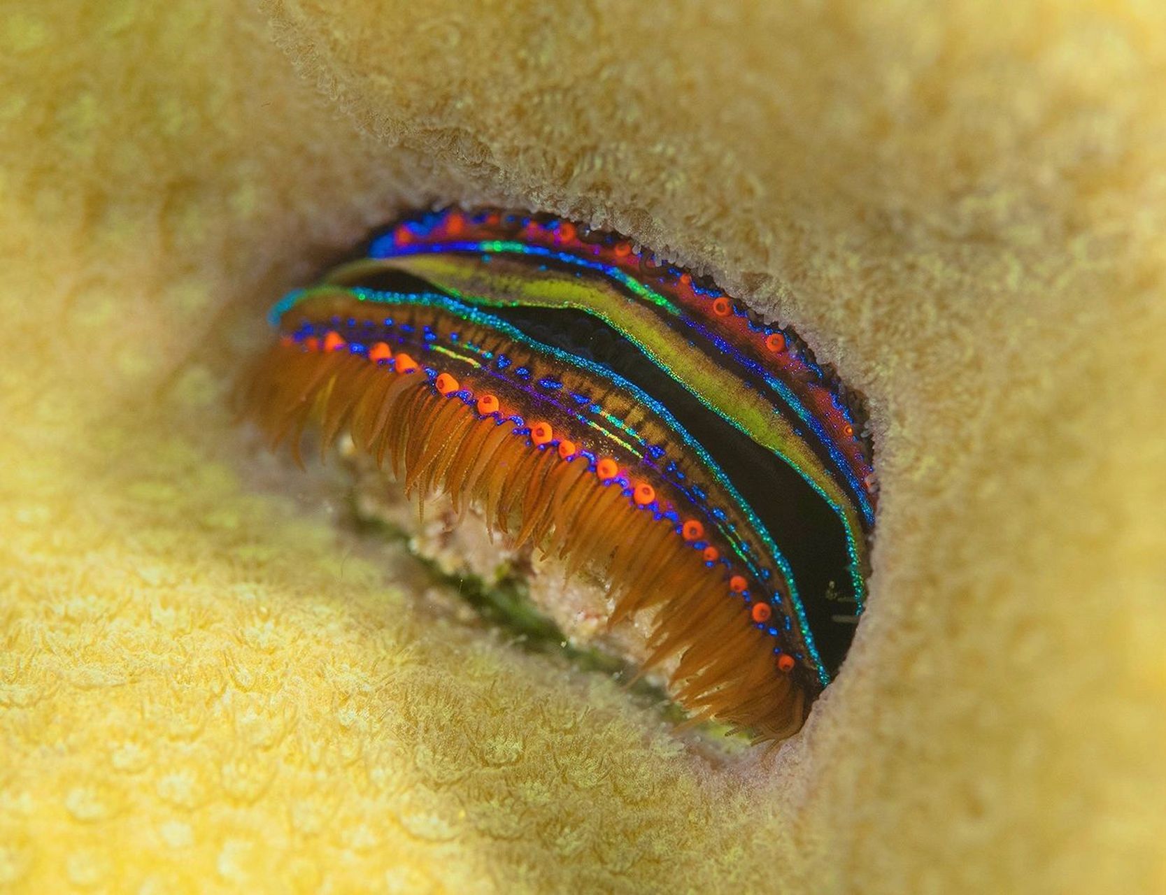 学名:pedum spondyloideum  96 别名:拟海菊足扇贝,珊瑚扇贝,彩虹蛤