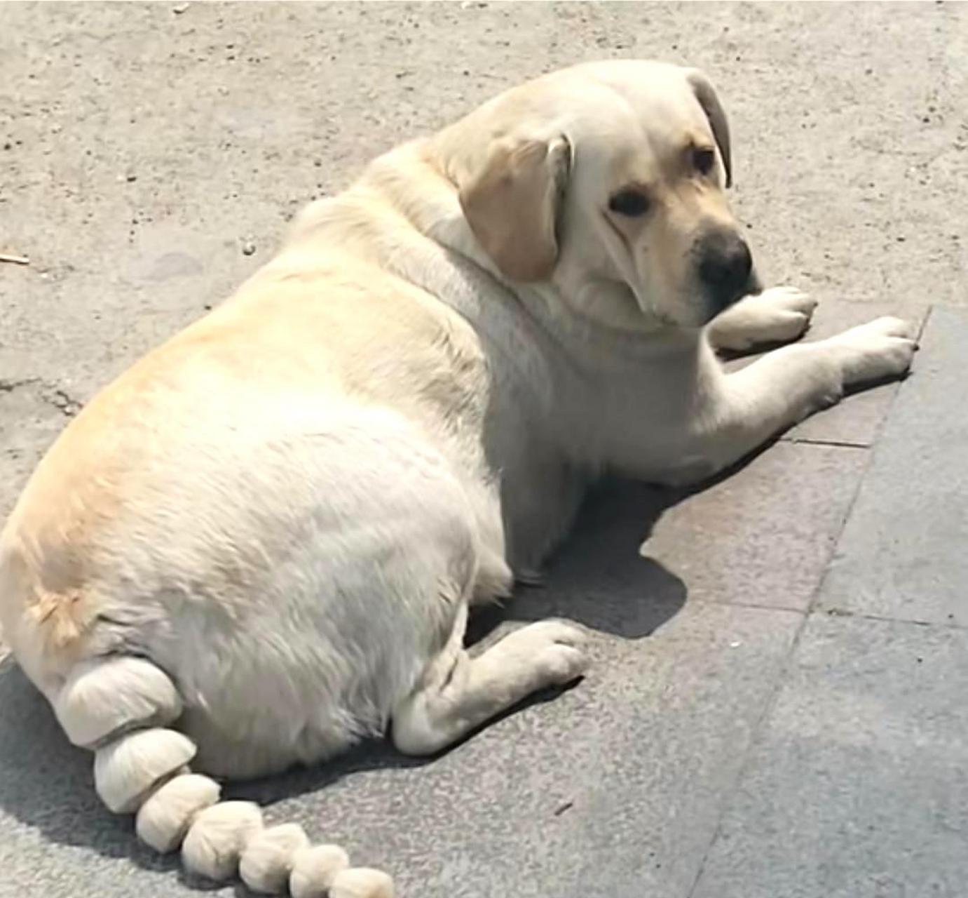 哈哈哈,那只拉布拉多犬的尾巴摇得太欢了,真是让人忍不住笑!