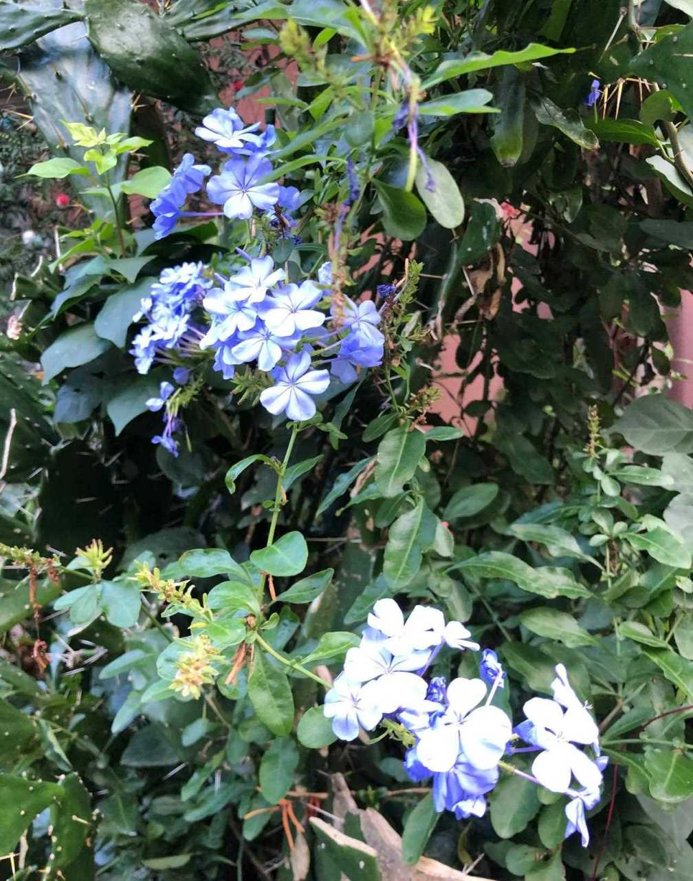 别名蓝雪花,蓝花矶松,蓝茉莉.