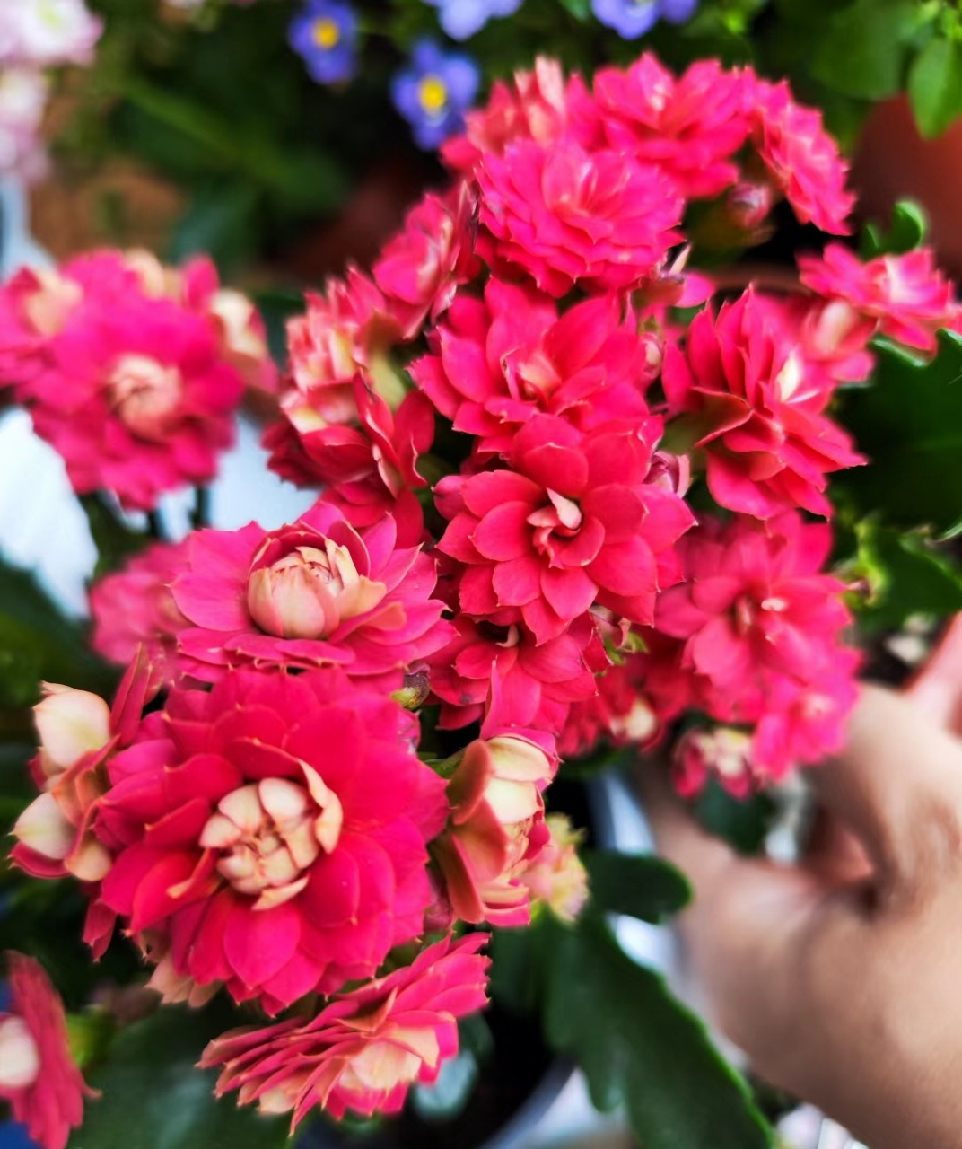 秋天,是长寿花的"主场",给大家介绍一个很值得养的大花品种——马德里