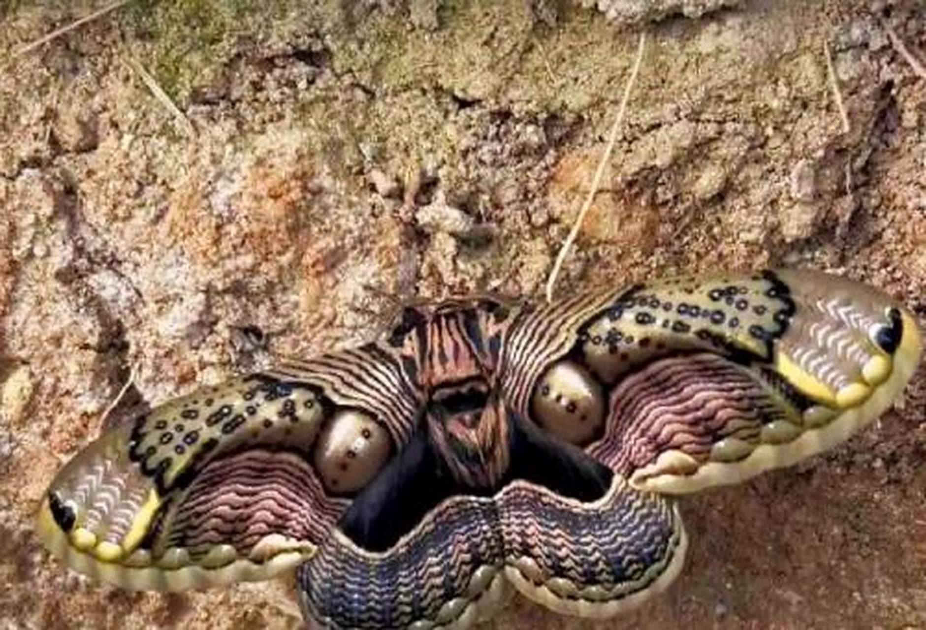 太诡异了,以前叫"鬼蝶",真的好吓人[嘘]