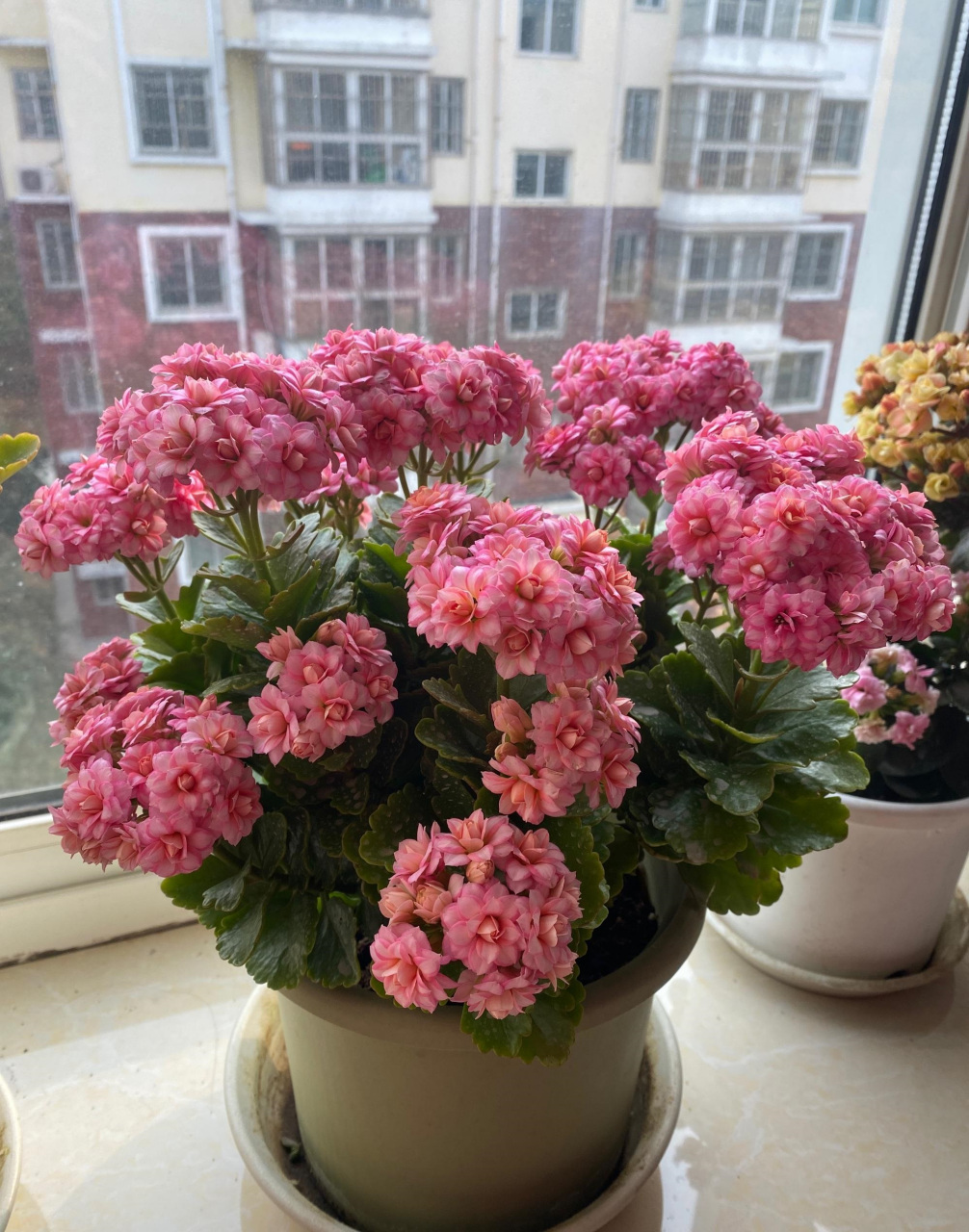 秋天开始,进入长寿花的"主场",这个品种名叫"达科塔",这两年很火的新