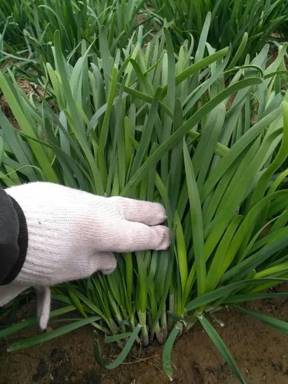 能榨油的植物大全图片图片