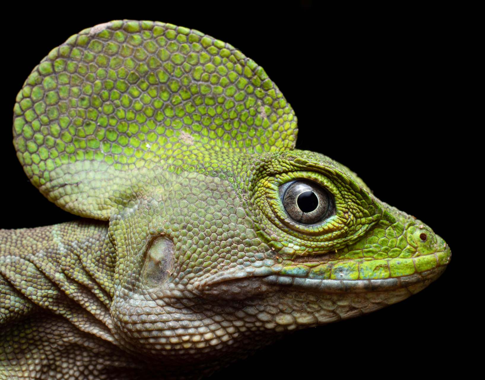 tnc每日一图# 一只西部双冠蜥特写.