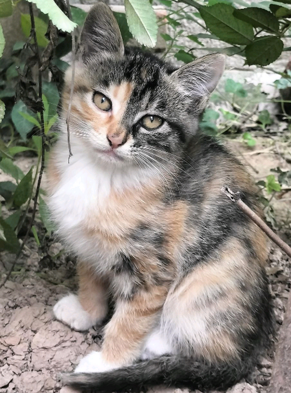 三花猫长得正好看啊,这么可爱
