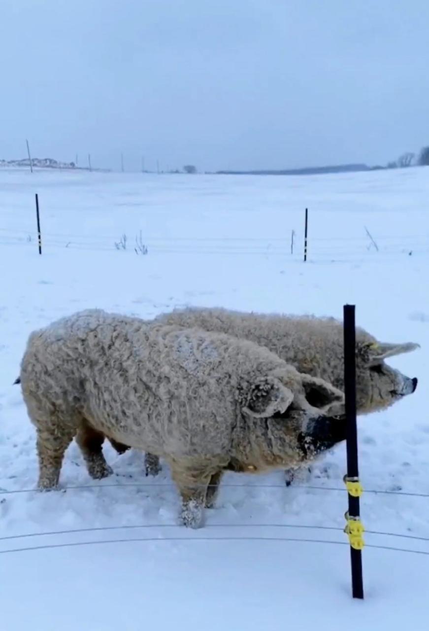 这是猪出了轨还是绵羊劈了腿? #中国版chatgpt来了# #搞笑趣味图