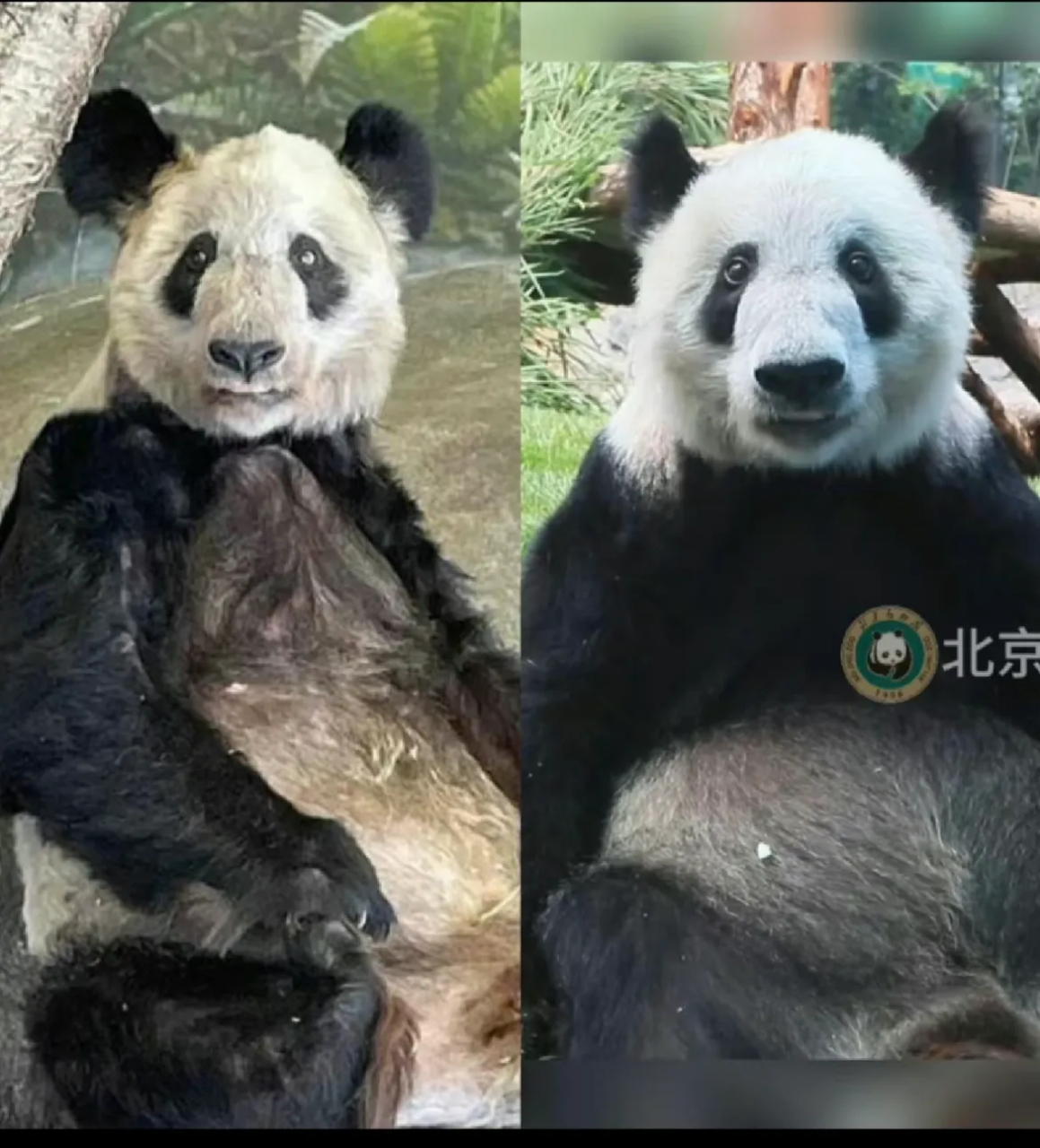 丫丫从美国回来前后对比图,真的有在好好恢复,毛发亮了,眼神也变得