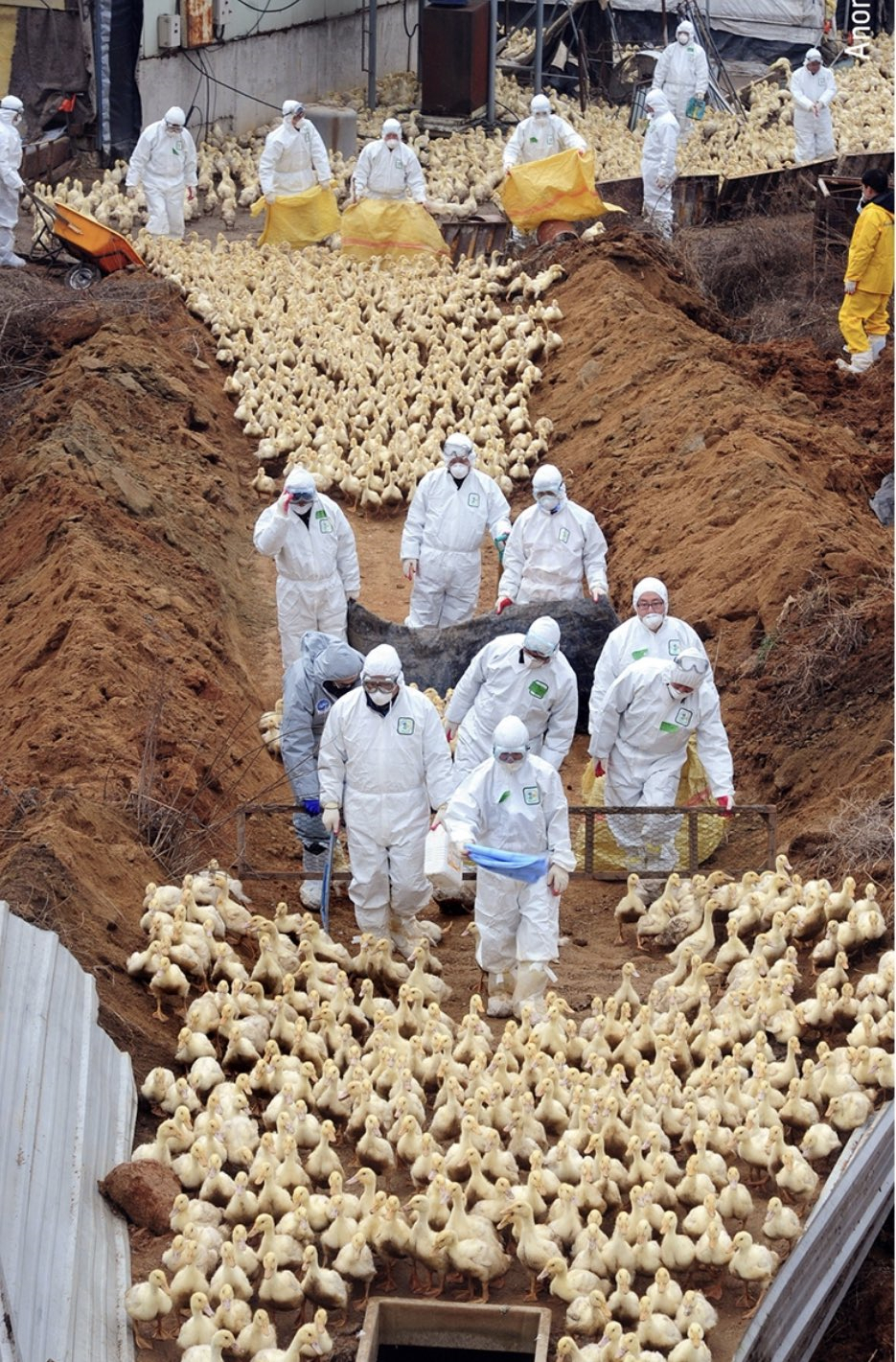 近10年前,高致病禽流感在韩国爆发,这个养殖场数以千计的鸭子被赶去