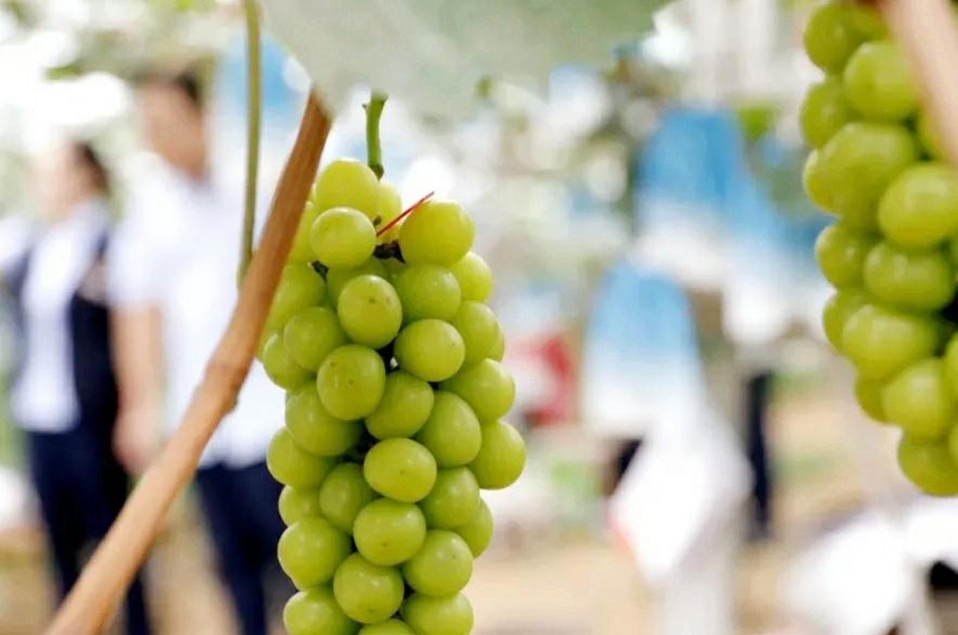 这是我见过最大的葡萄