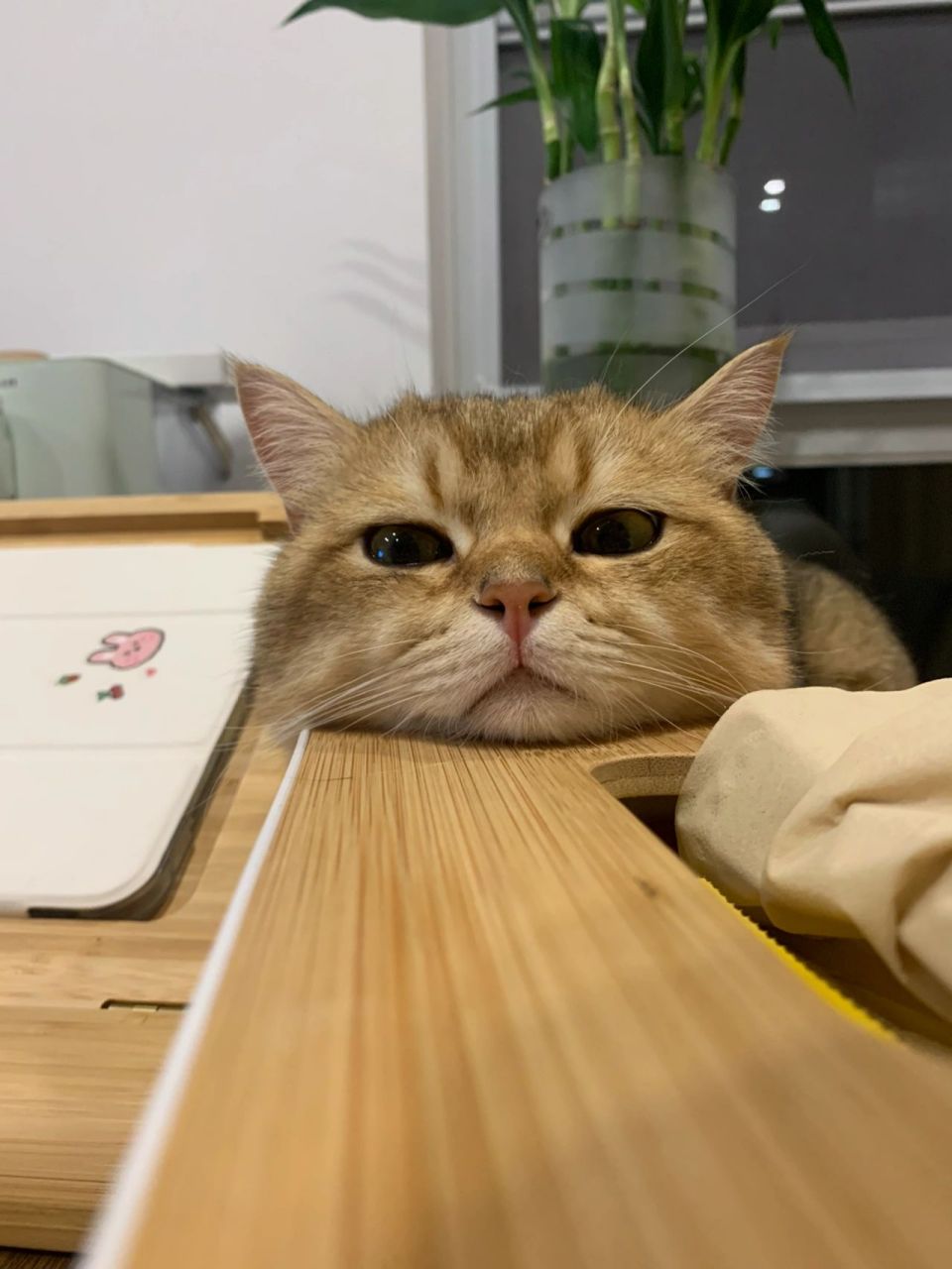 就……真的有这么重么? 趴着的时候还需要一个枕头?