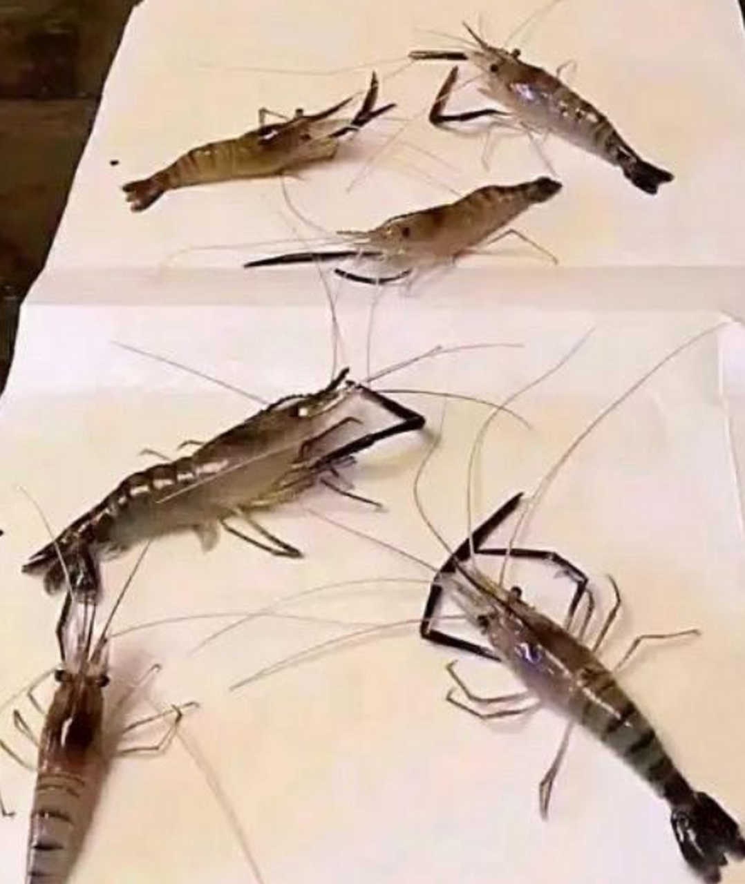 国画和油画的区别,你了解了嘛?