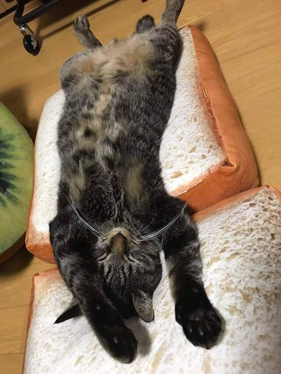 推特上一位网友家自制的"猫咪三明治",加猫,加蛋,加水果,搞定!