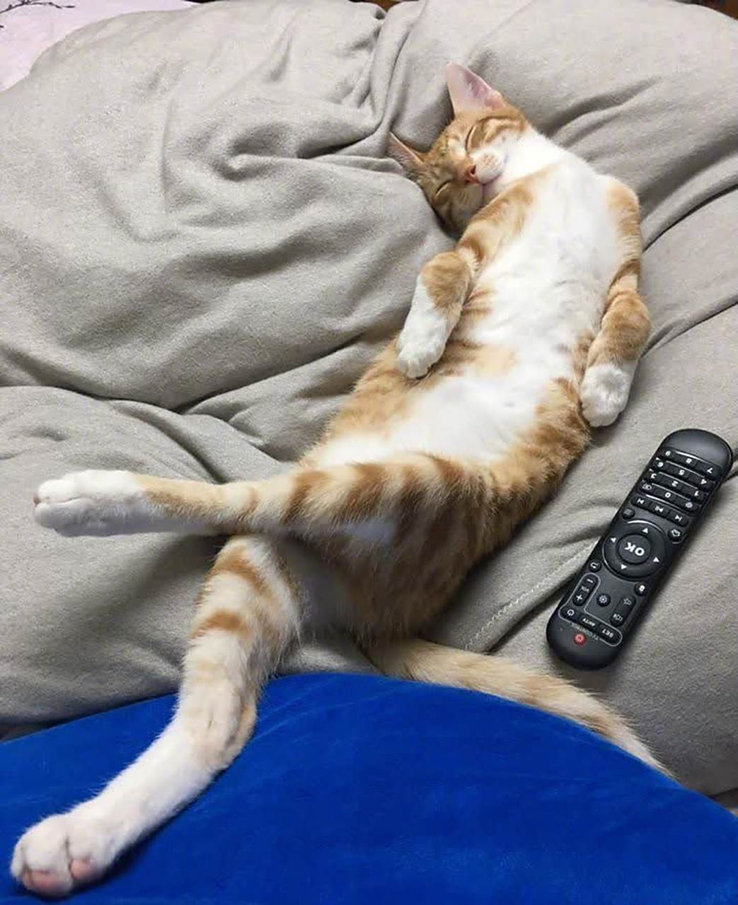 这猫多舒服,二郎腿都翘起来了.[尬笑][三哈][笑哭]
