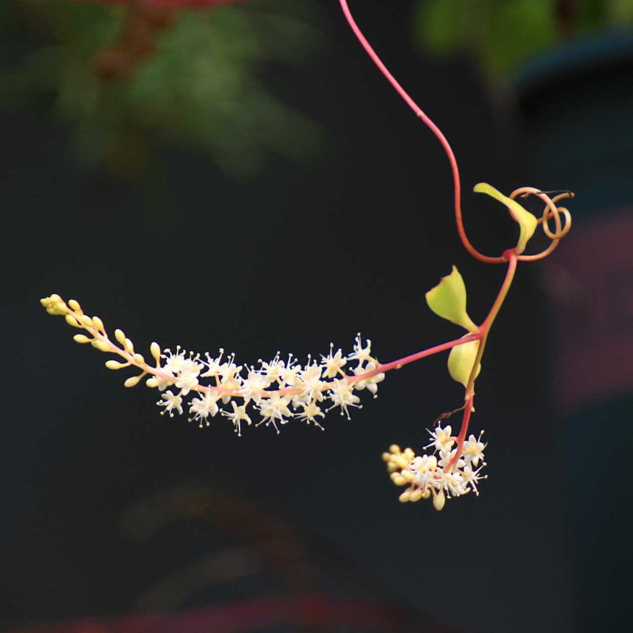 藤三七开花图片图片