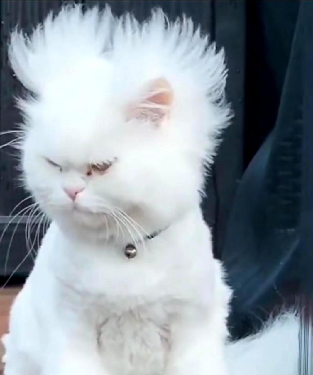 这只猫咪刚醒来的样子像个人,网友们开玩笑说它是鳌拜.