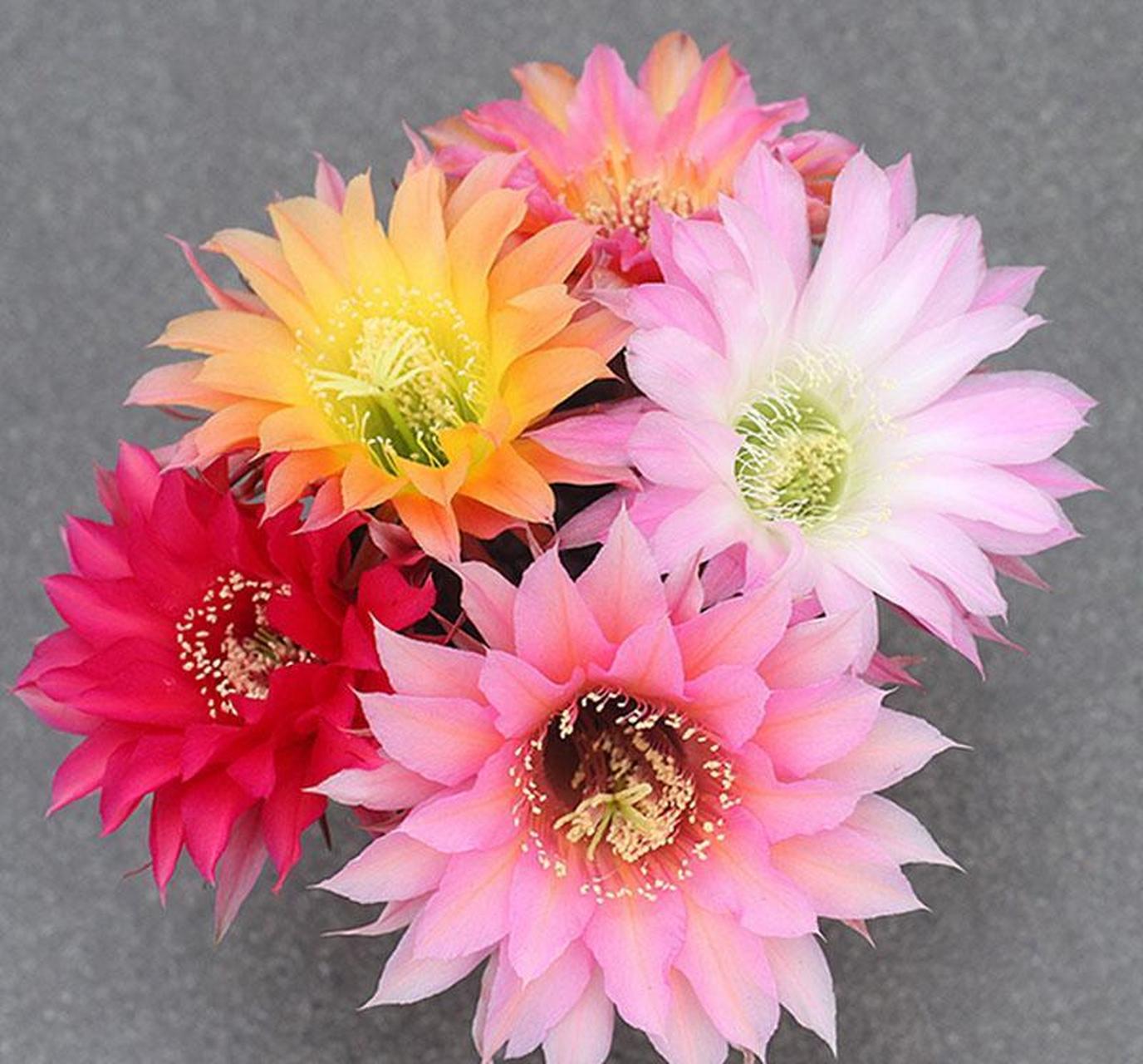 花花新上席克氏彩草仙人球[星星]开花又大又好看[星星]刷新你对仙人球