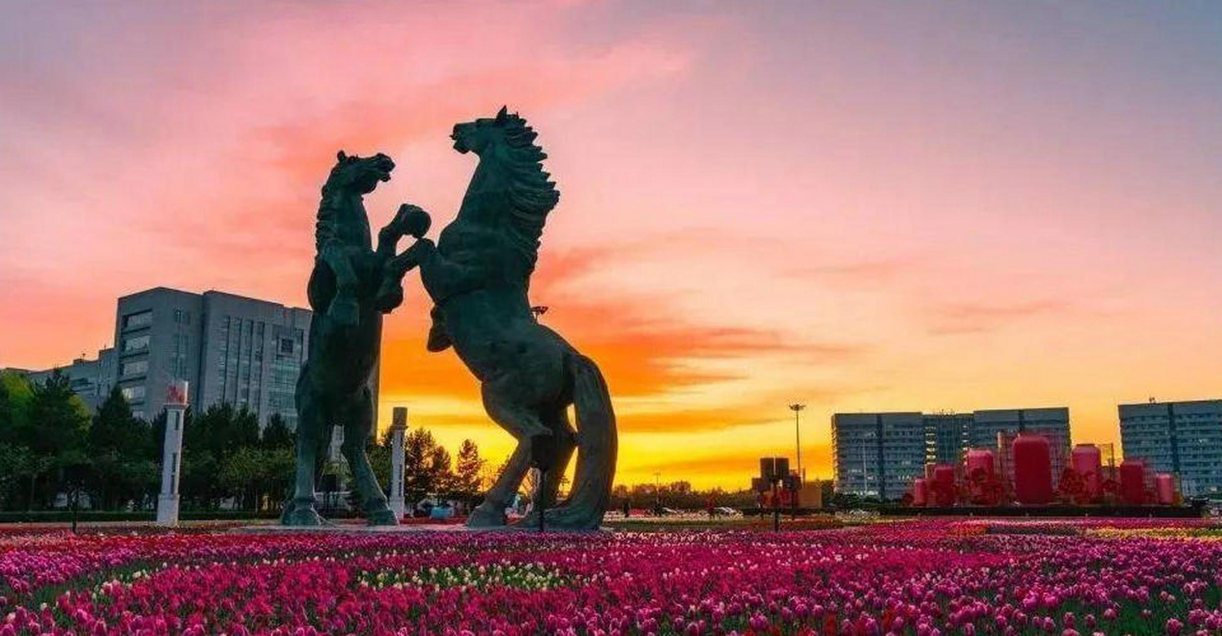 "兰陵美酒郁金香,玉碗盛来琥珀光",在康巴什太阳广场,数千株五彩缤纷