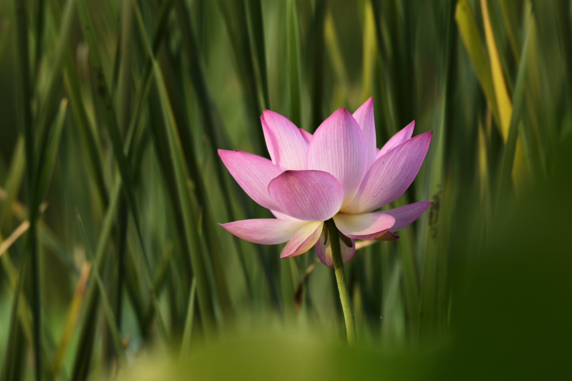 爱莲说# 夏至荷花盛开的时节,北宋理学家周敦颐的《爱莲说》"出淤泥