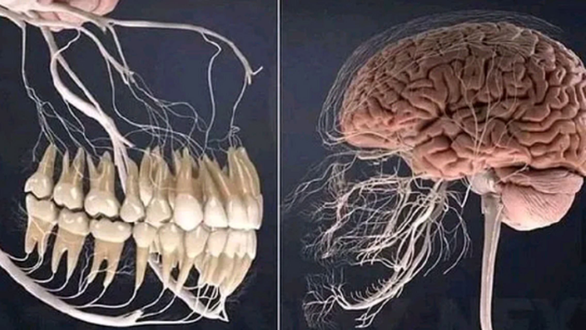 原来牙齿的神经真的是连着大脑的