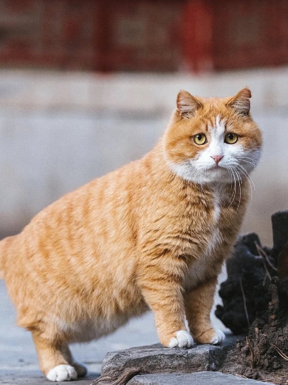 近年来,橘猫似乎越来越受到人们的喜爱,超过了一些外来品种的猫咪.