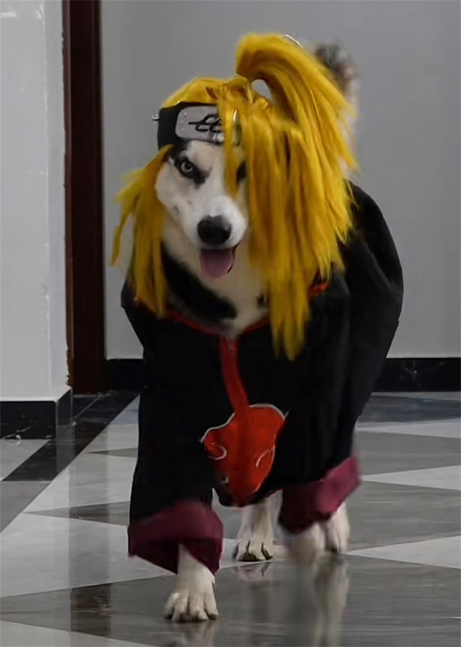 火影忍者晓组织成员,狗狗队立大功[三哈]